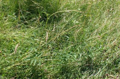 Sanguisorba officinalis