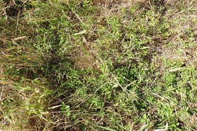 Sanguisorba officinalis