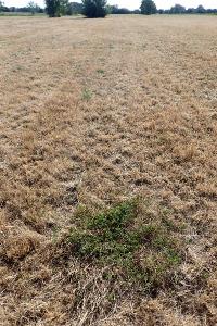 Sanguisorba officinalis