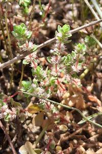 Illecebrum verticillatum