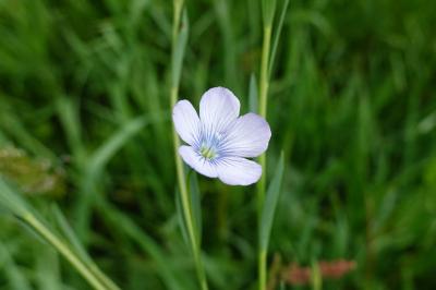 Linum usitatissimum subsp. angustifolium