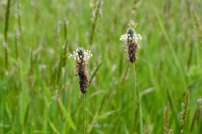 Plantago lanceolata