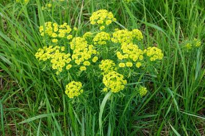Euphorbia cyparissias