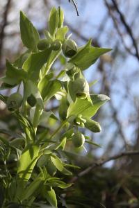 Helleborus foetidus