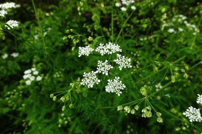 Apiaceae