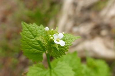 Alliaria petiolata