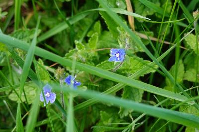 Veronica chamaedrys subsp. chamaedrys