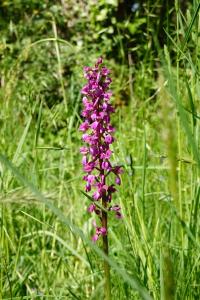 Orchis mascula