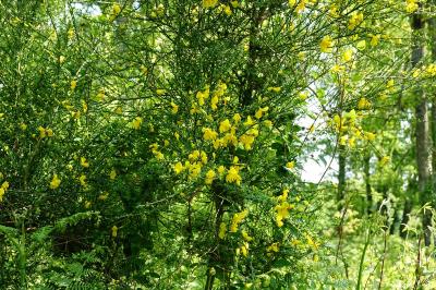 Cytisus scoparius