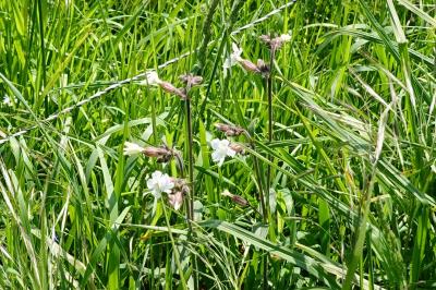 Silene latifolia