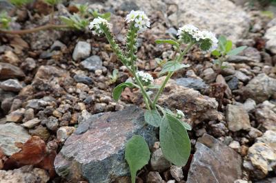 Heliotropium europaeum