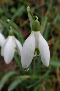 Galanthus nivalis