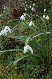 Galanthus nivalis
