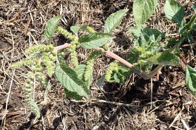 Amaranthus retroflexus