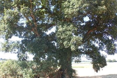 Quercus ilex