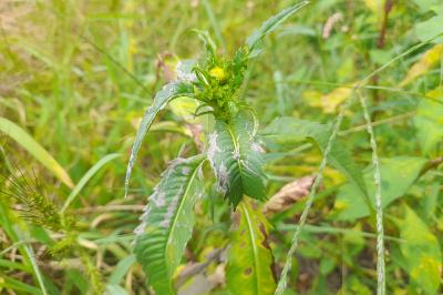 Bidens cernua