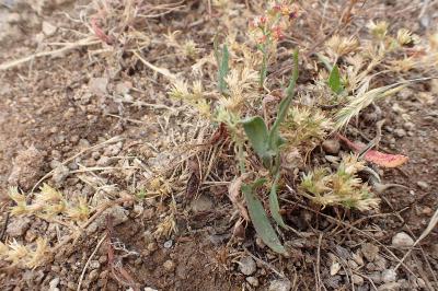 Scleranthus annuus