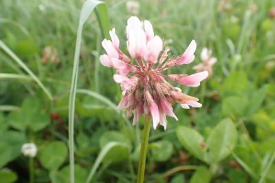 Trifolium hybridum
