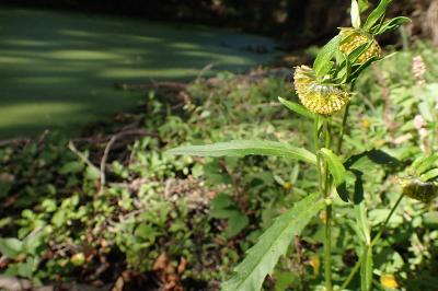 Bidens cernua