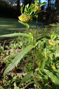 Bidens cernua
