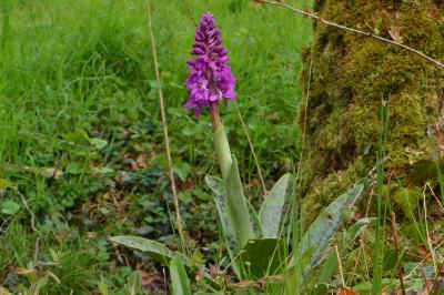 Orchis mascula