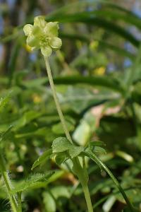 Adoxa moschatellina