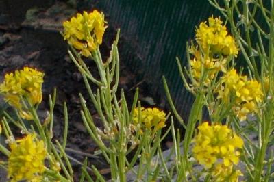 Barbarea vulgaris