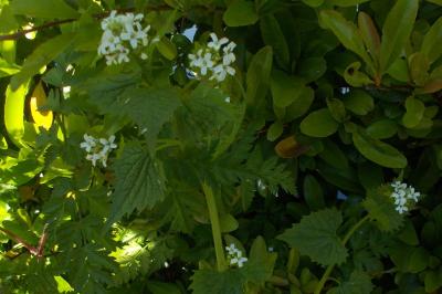 Alliaria petiolata