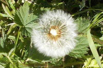 Taraxacum officinale