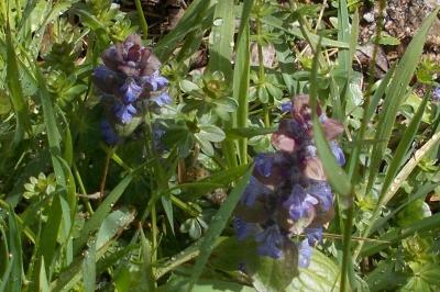 Ajuga reptans