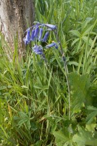 Hyacinthoides non-scripta