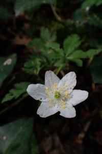 Anemone nemorosa