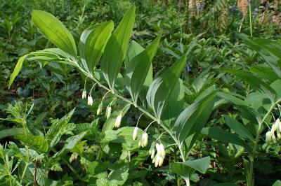 Polygonatum multiflorum