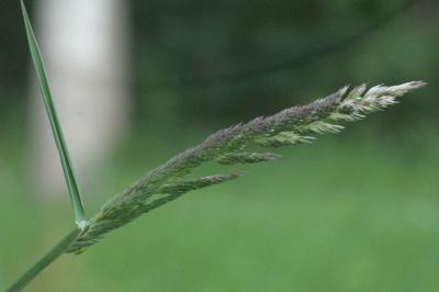 Phalaris arundinacea