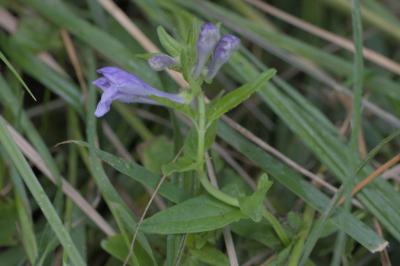 Scutellaria hastifolia