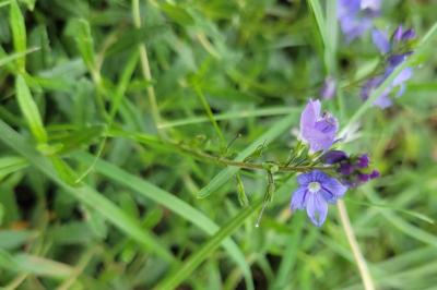 Veronica prostrata