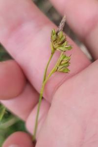 Carex halleriana