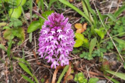 Anacamptis pyramidalis
