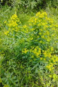 Euphorbia esula