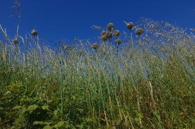 Allium polyanthum
