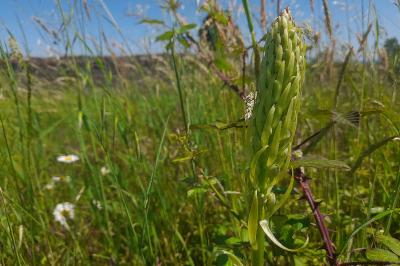 Himantoglossum hircinum
