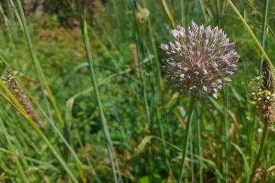 Allium polyanthum