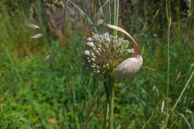 Allium polyanthum