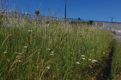 Allium polyanthum
