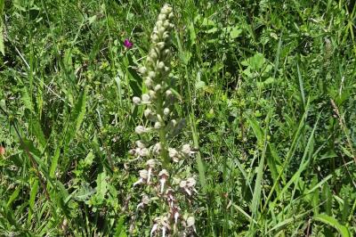 Himantoglossum hircinum