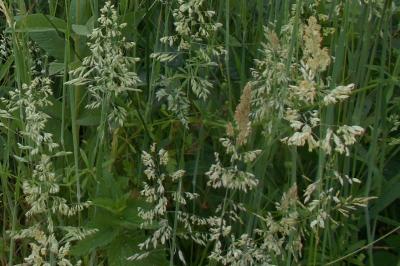 Holcus lanatus