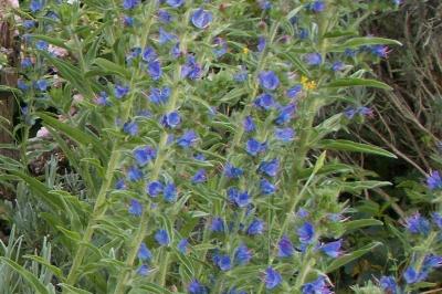 Echium vulgare var. vulgare