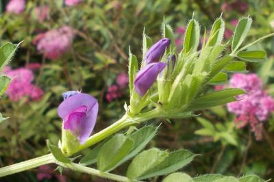 Vicia segetalis