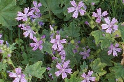 Malva sylvestris
