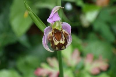 Ophrys apifera